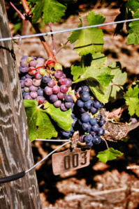 Grape Stomping in Napa Valley 